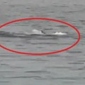 Напад ајкуле у Хургади: Страдао Рус на плажи хотела (видео)
