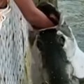 Devojčicu "progutala riba" Htela da je nahrani, onda je usledio vrisak (video)