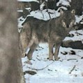 Želeli da se reše vukova, pa ugrozili zdravlje svih meštana: Užas u Hrvatskoj - Pronađeno mrtvo tele nepunjeno otrovom