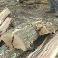 Šumokradice haraju šumama kod Berana: Otkriven lager od 20 bespravno posečenih trupaca smrče u jednom selu