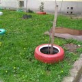 Reciklaža u Požarevcu: Stare auto-gume stanari koriste kao žardinjere za cveće