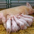 Pojeftinile svinje u Srbiji: Evo kako se kreću cene na stočnoj pijaci
