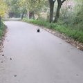 Opasna zverka snimljena u Valjevu! Kada krene u napad, udara na nezgodno mesto, čovek koji je snimio ima neverovatnu sreću…