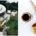Zlato iz košnice: Država opredelila ogroman budžet za pčelare - Kako je 50 miliona dinara podstaklo plasman srpskog meda na…