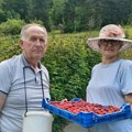 У осмој деценији раде као да имају 3о година Невенка и Гојко сваког дана брину о 4.000 садница, а није да нема проблема