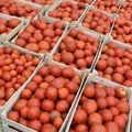 Haos sa cenama povrća u Hrvatskoj: Paradajz skuplji od kilograma svinjetine, a ponegde i teletine. "Sve je prestrašno skupo za…