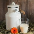 Kompanija „Imlek” obradovala proizvođače Otkupne cene mleka ostaju po starom