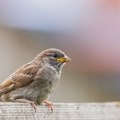 Nestanak beogradskih vrabaca: Šta se dešava sa ovim simbolom grada?