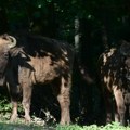 Novi snimci bizona u srpskom gradu: Prvo pretrčavali put, a sada meštani snimili celo krdo kako pase