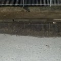 Voda danima teče ulicom u Radničkom naselju, u „Vodovodu“ kažu: „Kratki smo sa ljudima“