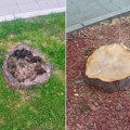 Srpski centar ekologije: U centru Lazarevca posečena zdrava stabla, tražimo reakciju nadležnih organa