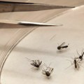 Treći smrtni slučaj od groznice Zapadnog Nila u Severnoj Makedoniji