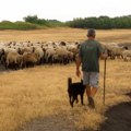 Da li će zbog novih tržišta uzgajivači ovaca povećati stada?