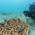 Obnova koralnih grebena za spas planete