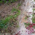 Nevreme haralo u okolini Kragujevca: Šteta u voćnjacima kod Topole