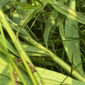Ne dirajte ovog insekta Ako ga ubijete, prizivate nesreću – evo šta znači kada se pojavi!