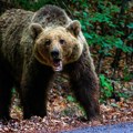 Medved uništio pčelinjak i košnice, a onda je stigao nestvaran snimak sa ulice u BiH: Više ih je!