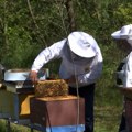 Pčele proleće dočekale u dobroj kondiciji, pčalari očekuju medonosnu sezonu