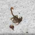 Naučnici otkrili tajno oružje škorpija! Njihov ubod krije nešto neverovatno