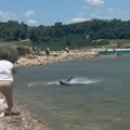 Ajkula snimljena u plićaku plaže u Korintu: Slobodno pliva u vodi pred ljudima (video)