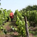 Za podizanje višegodišnjih proizvodnih zasada vinove loze država izdvaja 500 miliona dinara