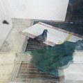 Jedan golub je danima zarobljen u napuštenoj zgradi u Knezu, preživljava samo zahvaljujući ovoj neverovatno požrtvovanoj…