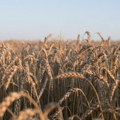Ukrajina želi diplomatsko rješenje s Poljskom i Slovačkom oko žitarica