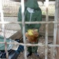 Bačka Palanka ugrožena ptičjim gripom: Građani našli iznemoglog labuda u parku prirode