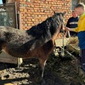 Povređeni konj sa imanja u Radonjici – spas pronašao u ZOO Kutku!