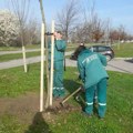 Ozelenjavanje Novog Sada, jasenovi na Bulevaru Evrope