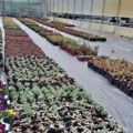 Za šarene boje novog sada u rasadniku „Zelenila“ spremaju 100.000 komada cveća za prolećnu sadnju