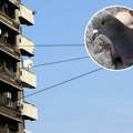 Шта да радите ако голуб снесе јаје на вашу терасу! Ни не помишљајте да га померите сами: Може бити опасно!