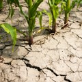Klimatske promene već koštaju države milijarde – poljoprivreda prva na udaru