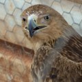 Срећан крај приче о Феликсу: Српски орао крсташ се враћа из Либана