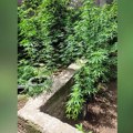 Policija pronašla 13 stabljika i 130 grama marihuane