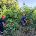 Sprema se mreža za udar zime: EDS i Srbijašume uklanjaju drveće koje preti dalekovodima
