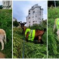 Hit: „Urbana gerila“ angažovala koze Rosku i Vinku za problem koji nadležne gradske službe u Nišu ne mogu da reše