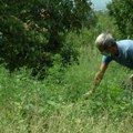 Ova lepotica je pravo skrovište za alergične na ambroziju: Izmerena manja koncetracija njenog polena