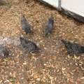 Šta se dogodilo kokoškama na 2 minuta?! Domaćica zabeležila nestvarnu scenu u dvorištu celo jato se zaledilo u mestu…