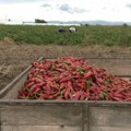 Paprika u Donjoj Lokošnici potpuno podbacila zbog suše: Cene na pijacama skočile, a manjak padavina desetkovao i kukuruz