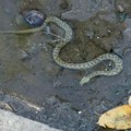 Sve što treba da znate o zmijama: Evo gde ih sve ima u Srbiji, koje su otrovne, kako da izbegnete i koje korake da pratite ako…