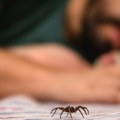 Zatvarajte prozore, njihov ujed je opasan: Stručnjaci upozorili na sve veći broj "lažnih crnih udovica"