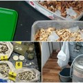 U Bečeju otkrivene laboratorije za uzgoj psihoaktivnih pečurki Dvojica završili sa lisicama