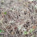 Horor u srpskom gradu: Psi masovno otrovani, ljubimci umirali pred kapijama svojih vlasnika