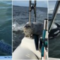 Neverovatno bekstvo foke od jata kitova ubica: Simpatično morsko stvorenje našlo svoj čamac za spasavanje (VIDEO)