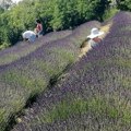 „Jun u ljubičastom” počinje sutra: Na plantaži kod Bačke Topole četvrtak je zvanično nulti dan