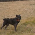 Užas u Slavoniji: Hteli da ubiju psa, iskopali mu i grob: "Nije mi žao, nije to smrtni greh" (video)