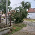 Umesto drveća polomljenog u oluji Bačka Palanka planira sadnju novih stabala