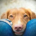Pripitomljavanje pasa dovelo do promene boje njihovih očiju