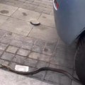 Horor na Vračaru! Ogromna zmija ušla u auto, slučajna prolaznica odmah reagovala i uradila ovo: Jeziv snimak zgrozio…